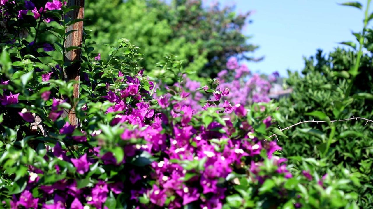 Ferienwohnung Flora Pansiyon Cirali Kemer Exterior foto