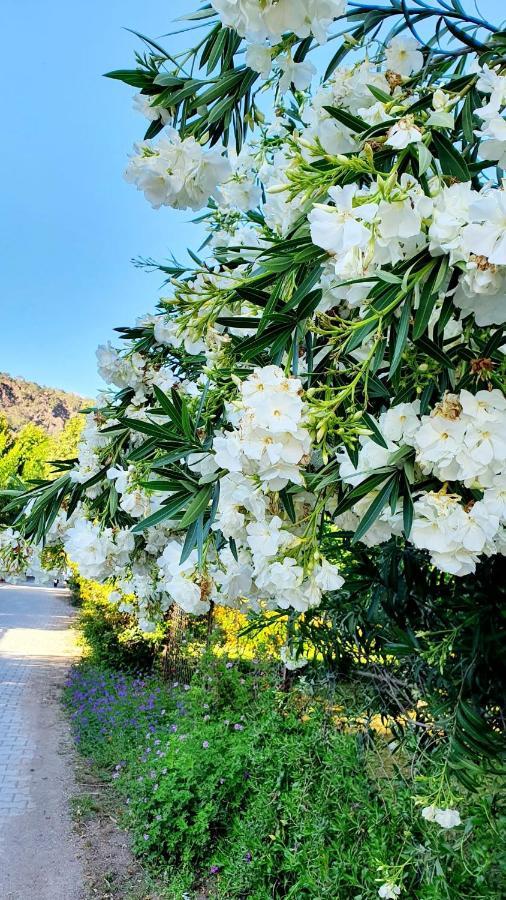 Ferienwohnung Flora Pansiyon Cirali Kemer Exterior foto