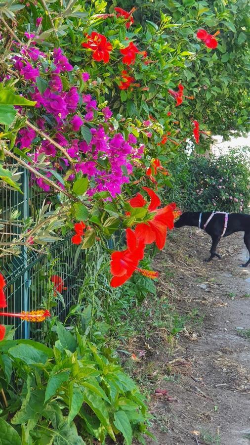 Ferienwohnung Flora Pansiyon Cirali Kemer Exterior foto